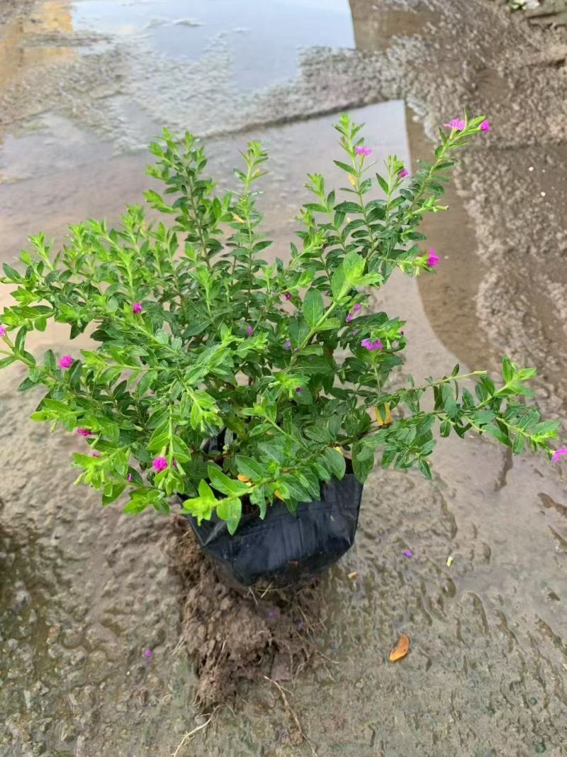 雪茄花基地大量低价出售