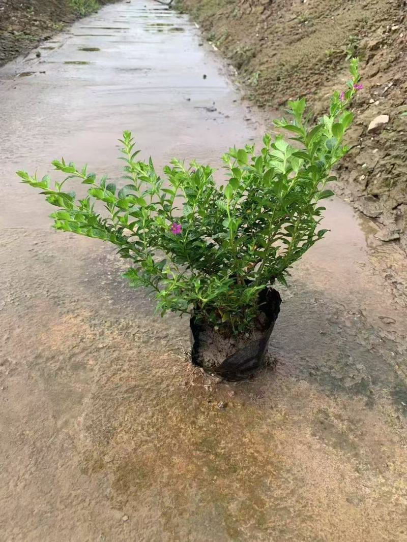 雪茄花基地大量低价出售