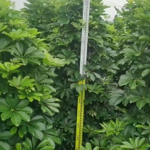 鸭脚木基地大量低价出售