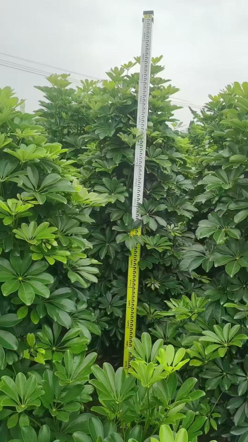 鸭脚木基地大量低价出售