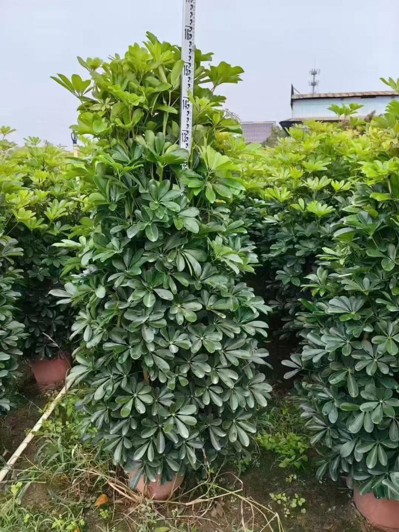 鸭脚木基地大量低价出售