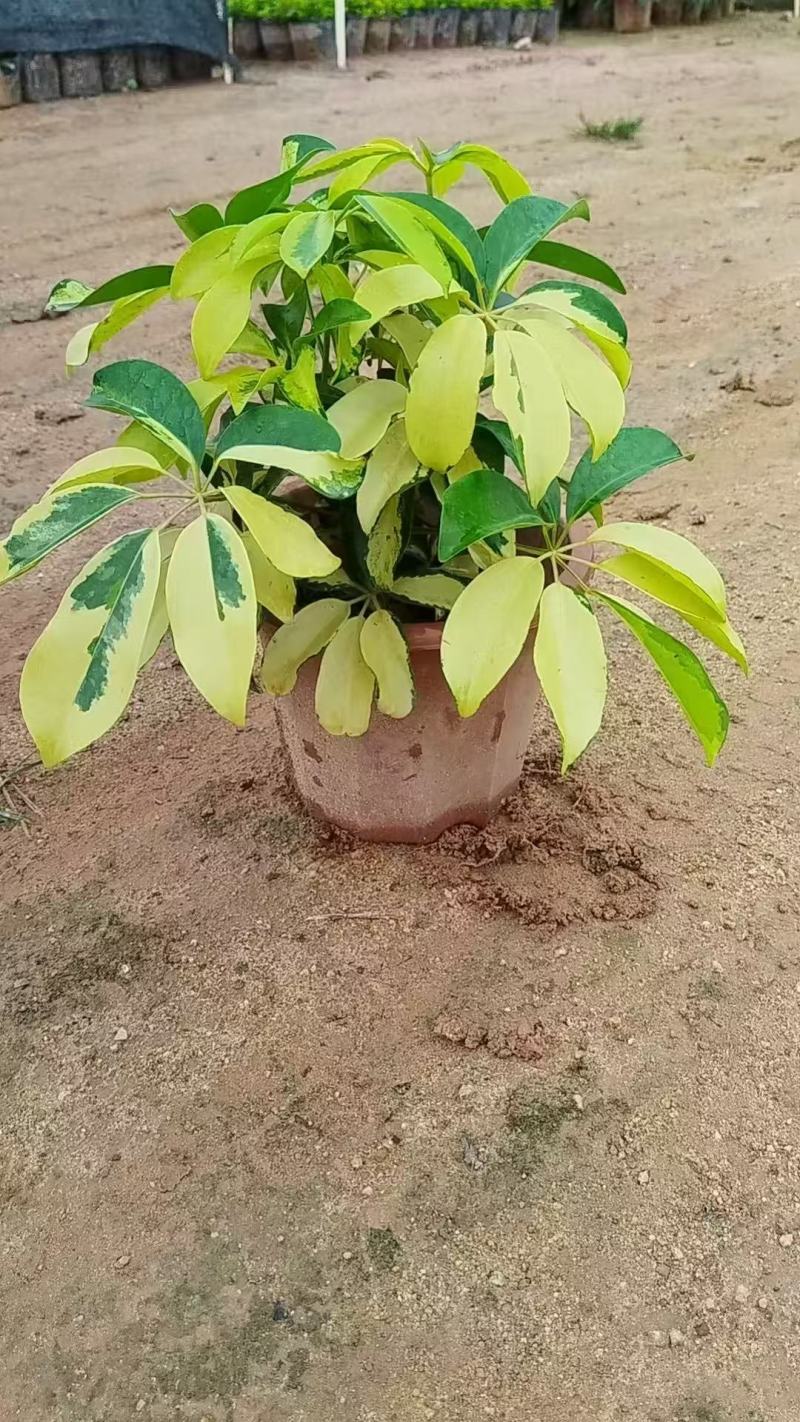 鸭脚木基地大量低价出售