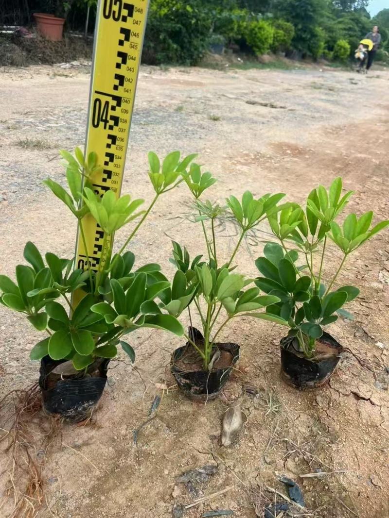 鸭脚木基地大量低价出售