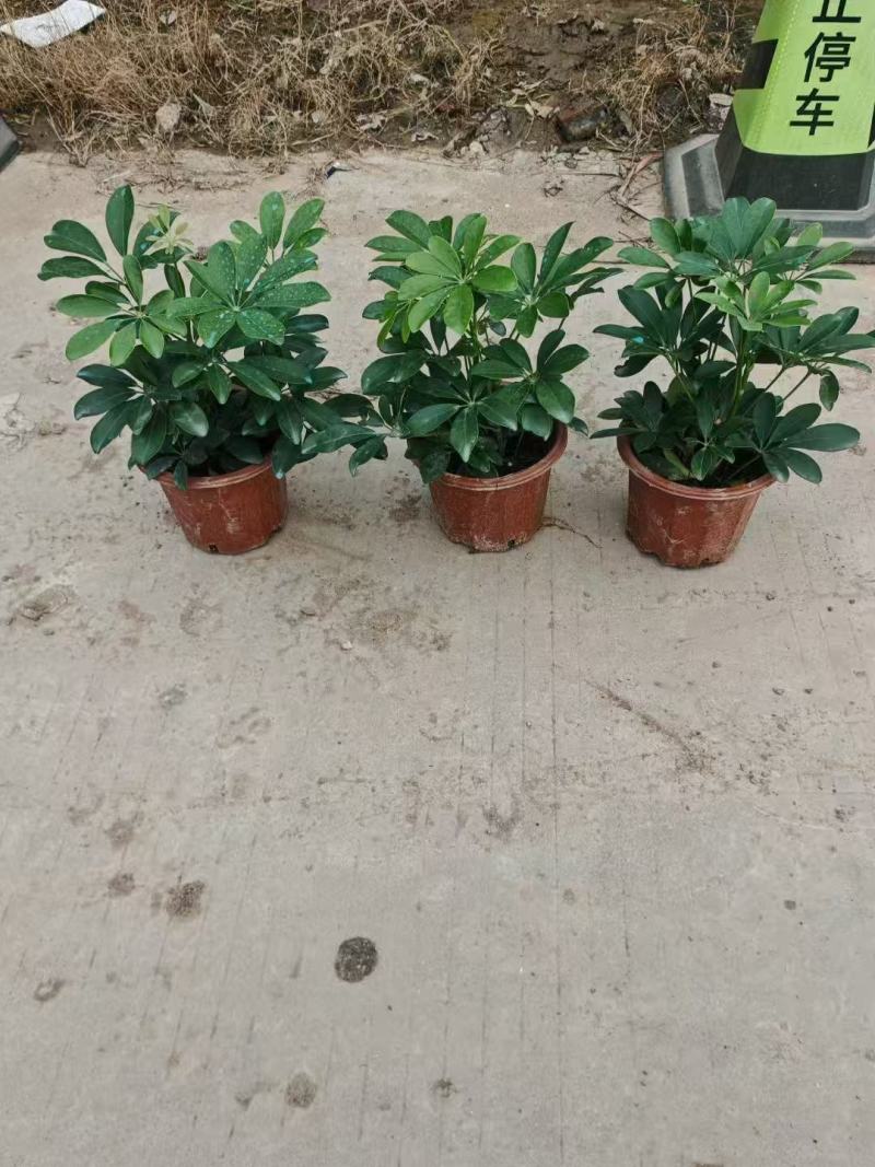 鸭脚木基地大量低价出售