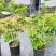 鸭脚木基地大量低价出售