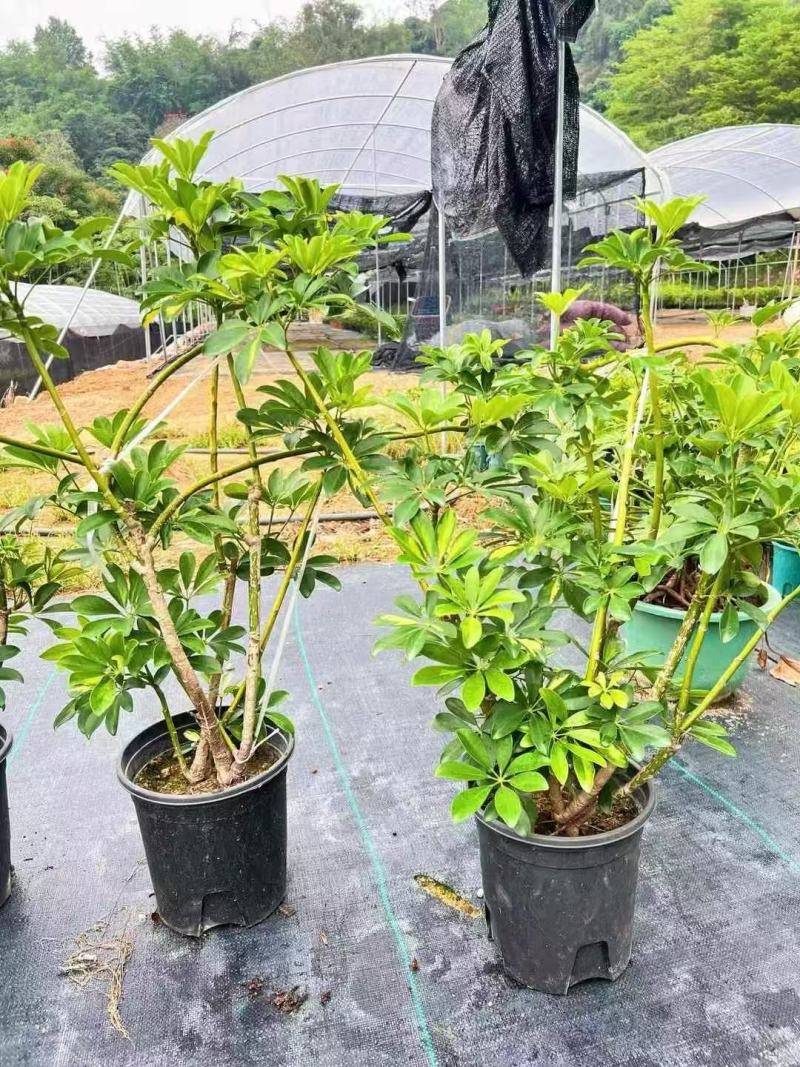 鸭脚木基地大量低价出售