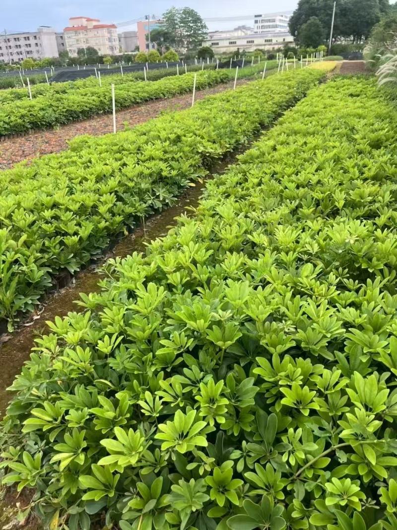 鸭脚木基地大量低价出售