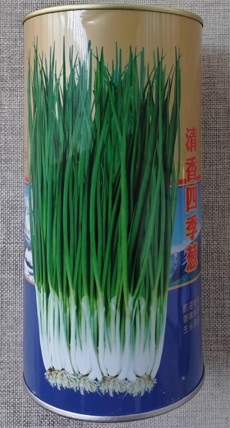 清香四季葱种子春秋四季小香葱种籽香味浓郁长势快抗病高产