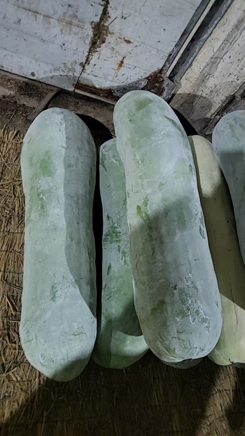 【精选】河南漯河白炮弹冬瓜产地直发全国发货欢迎咨询