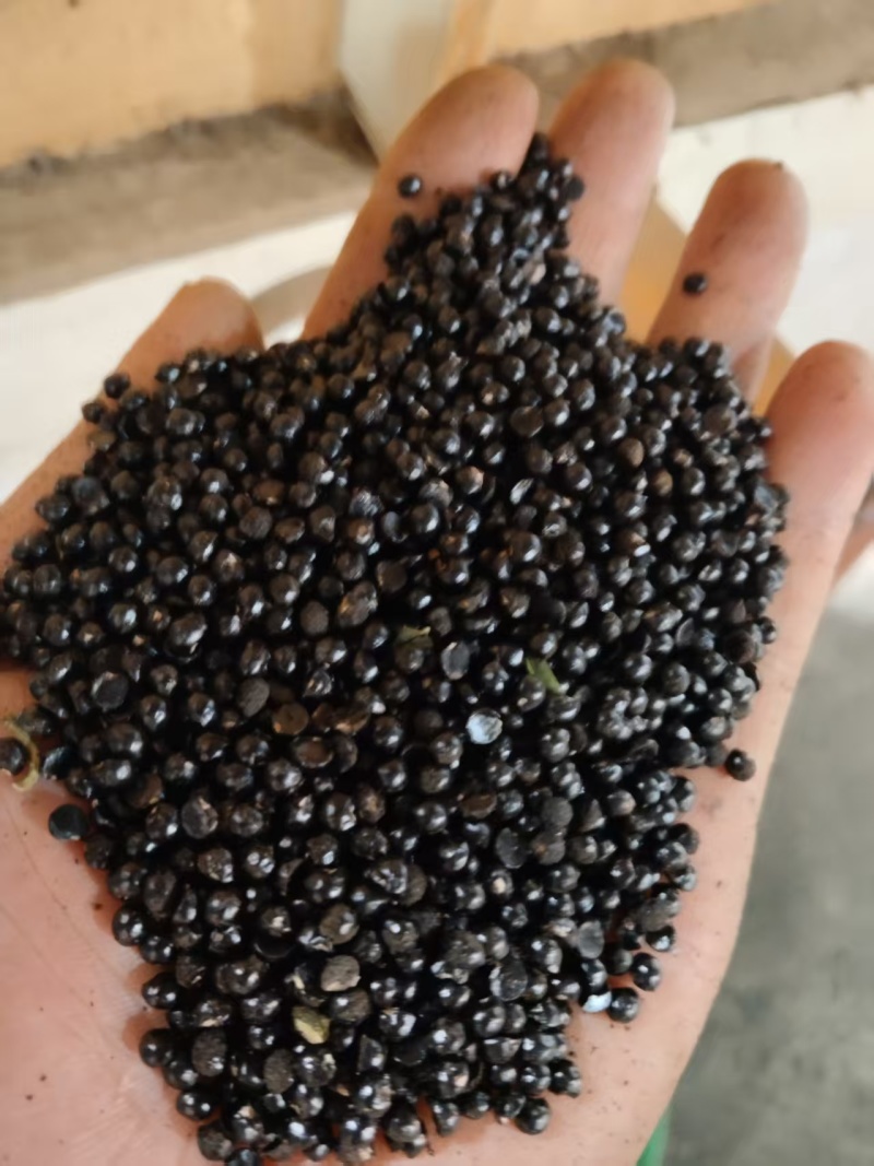 【产地直供】青花椒籽稳定供货量大价优欢迎来电咨询