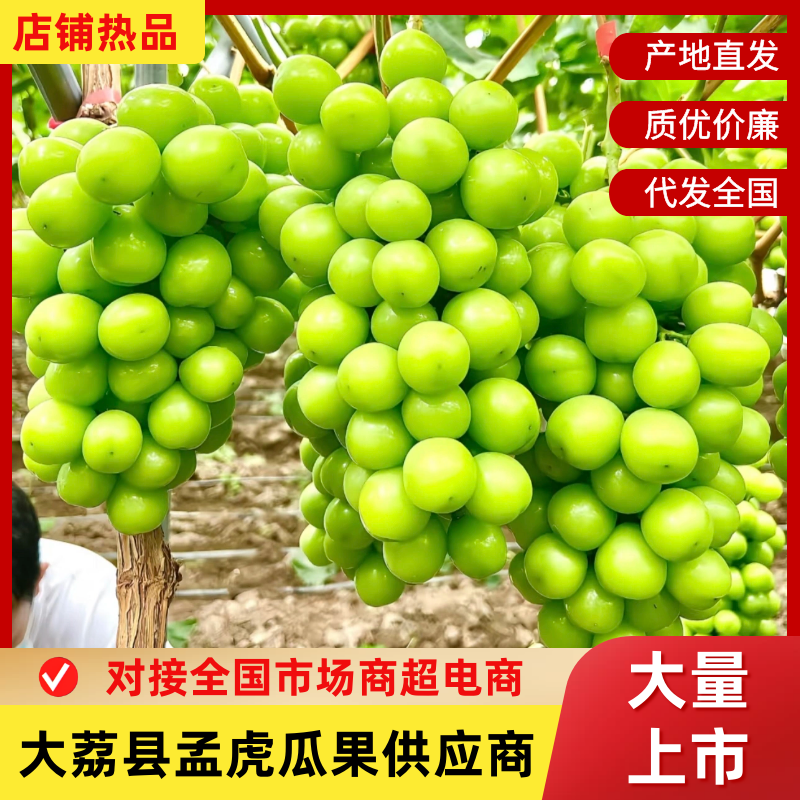 陕西大荔县阳光玫瑰大量上市，产地直发，新鲜现摘，量大从优