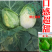 包菜种籽牛心甘蓝种子春丰甘兰春秋包菜夏秋四季绿蔬菜种孑春
