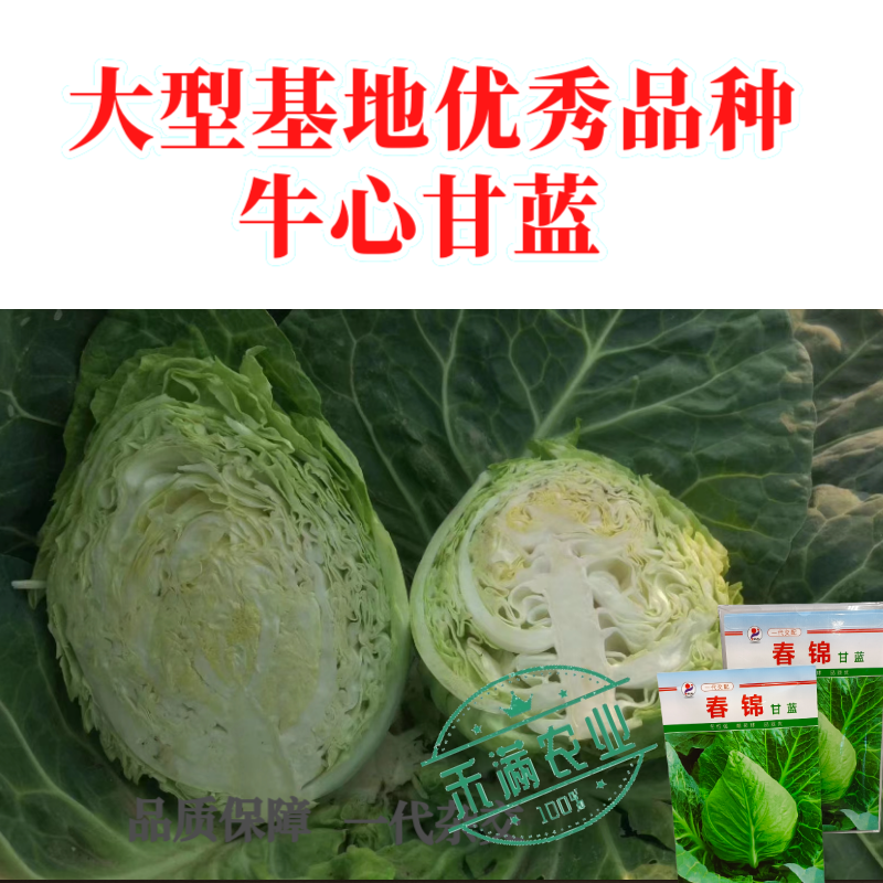 包菜种籽牛心甘蓝种子春丰甘兰春秋包菜夏秋四季绿蔬菜种孑春