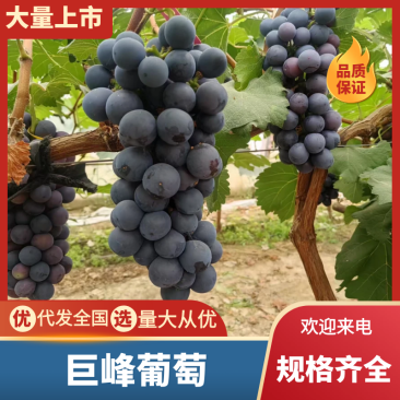 巨峰葡萄产地直销欢迎老板联系价格优惠