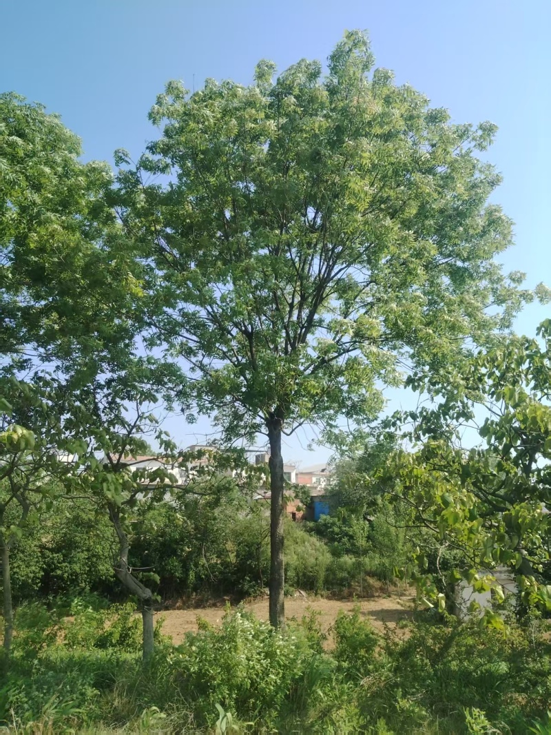 黄连木，成活率高，可视频看货，诚信经营致电联系