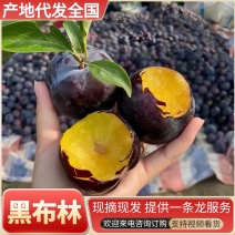 黑布林李子&黑总统李子&产地直发/对接全国一条龙服务