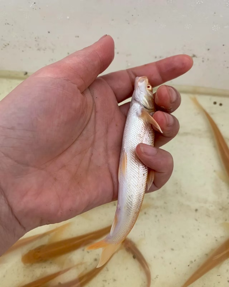 红眼银鳕鱼，又叫“大鳞鲃”或“淡水银鳕鱼”的红色变种
