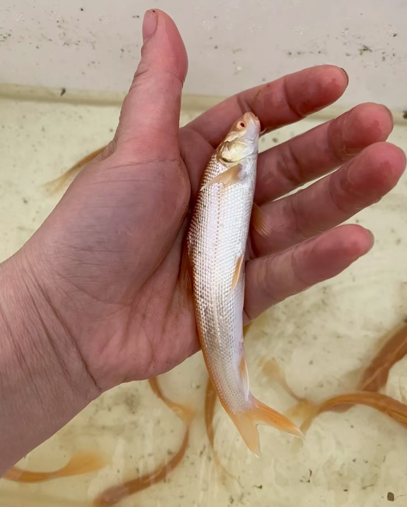 红眼银鳕鱼，又叫“大鳞鲃”或“淡水银鳕鱼”的红色变种