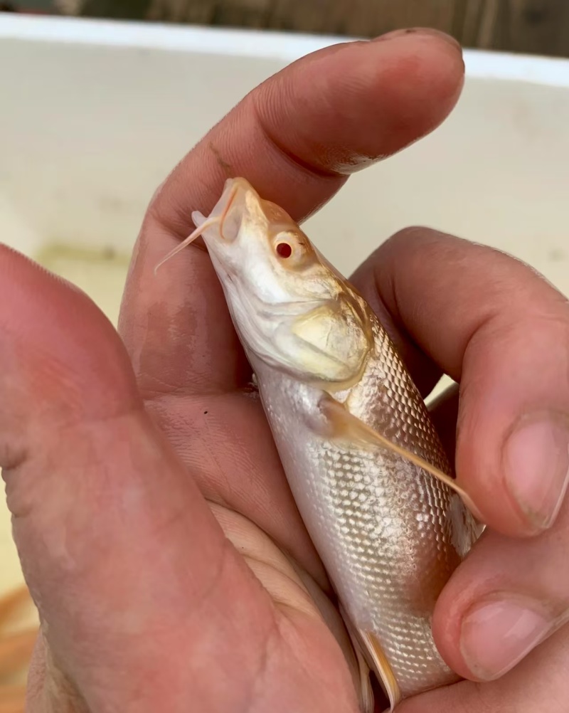 红眼银鳕鱼，又叫“大鳞鲃”或“淡水银鳕鱼”的红色变种