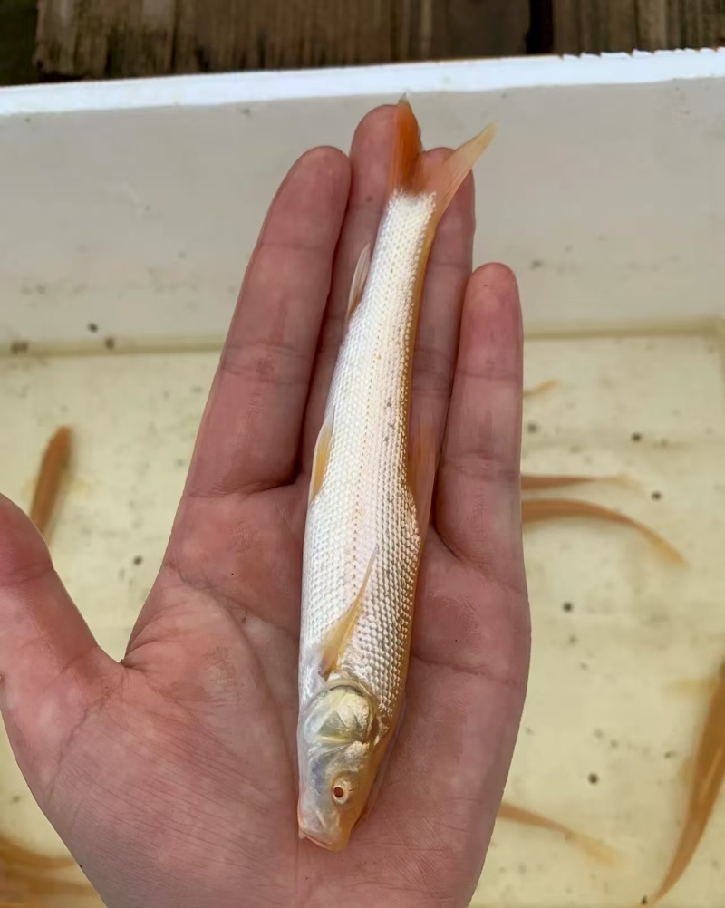 红眼银鳕鱼，又叫“大鳞鲃”或“淡水银鳕鱼”的红色变种