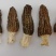 南阳西峡羊肚菌干货、产地直销对接商超，市场可零售