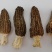 南阳西峡羊肚菌干货、产地直销对接商超，市场可零售