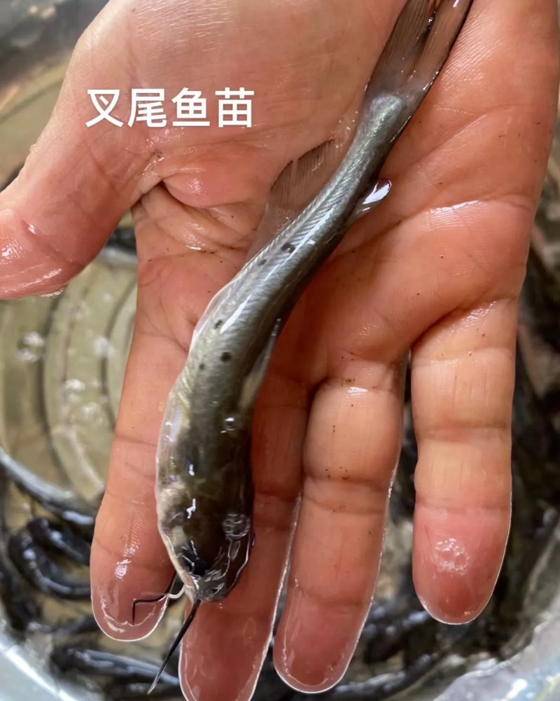 叉尾鱼苗（江丰1号），鮰鱼苗，斑点叉尾苗，叉尾