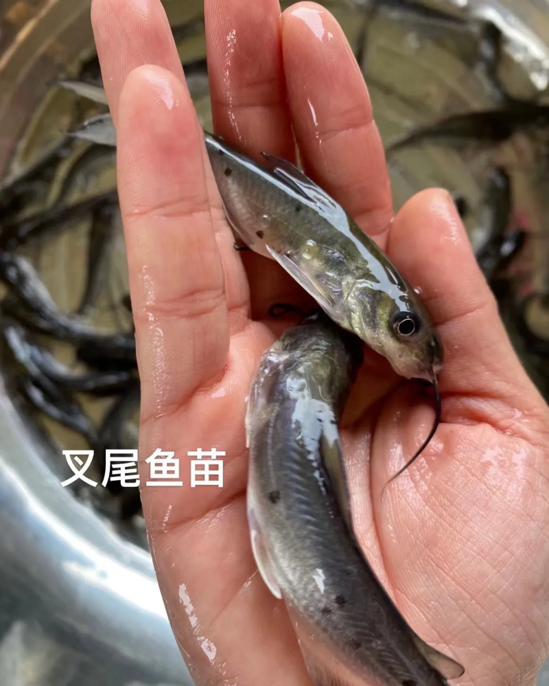 叉尾鱼苗（江丰1号），鮰鱼苗，斑点叉尾苗，叉尾