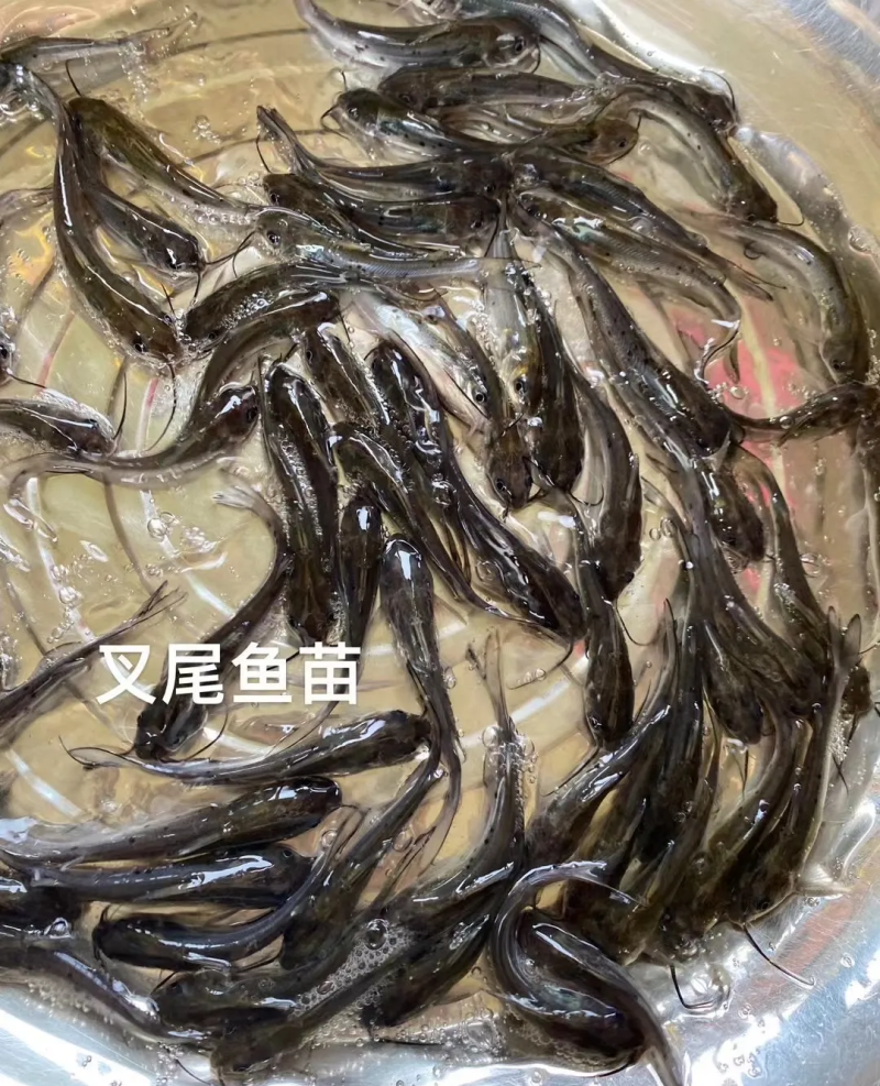 叉尾鱼苗（江丰1号），鮰鱼苗，斑点叉尾苗，叉尾
