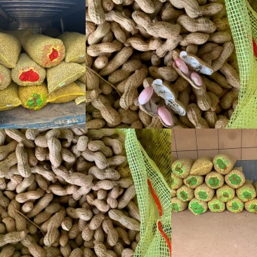 推荐开封祥符鲜花生白沙系列鲁花基地直供品质保证发全国
