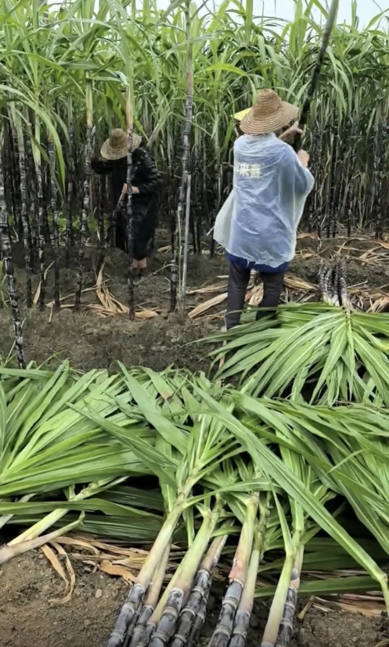 广西黑皮甘蔗即将上市产地现发品质保证价格优惠欢迎来电