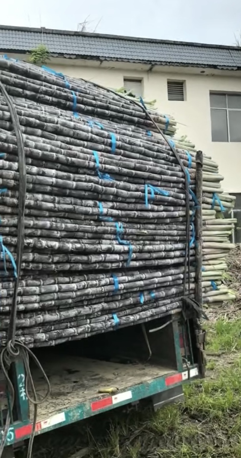 广西黑皮甘蔗即将上市产地现发品质保证价格优惠欢迎来电