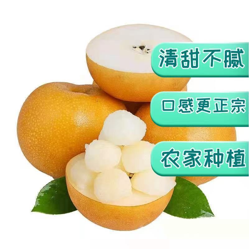 丰水梨山东梨产地直供一件代发规格齐全，可视频看货欢迎电联