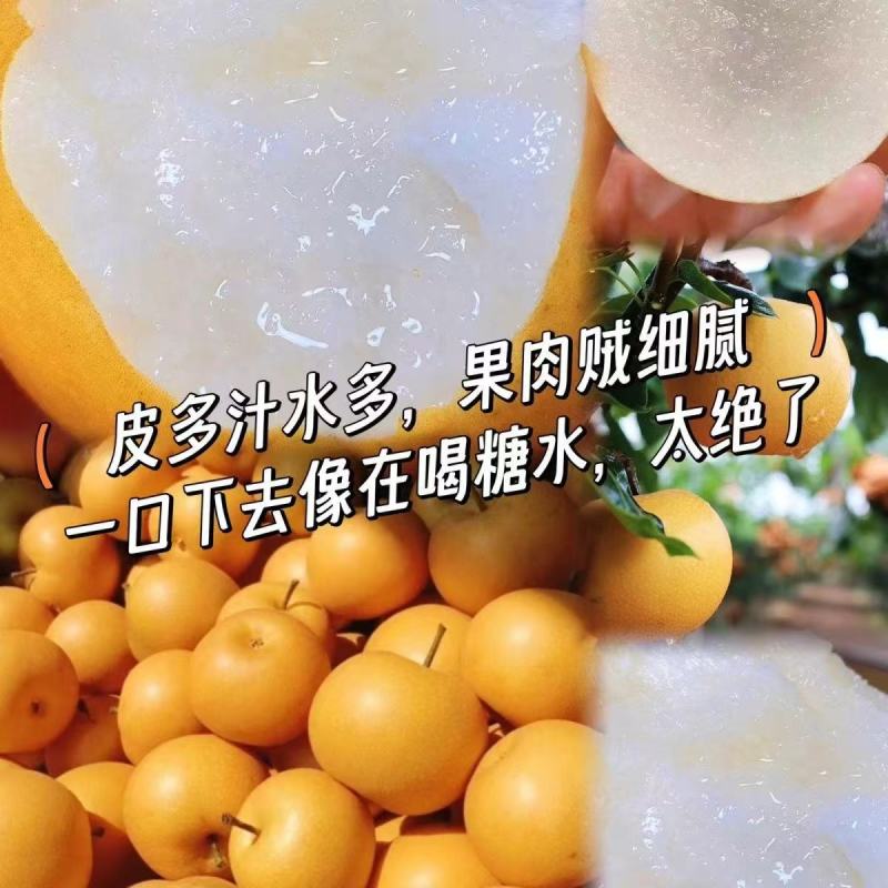 丰水梨山东梨产地直供一件代发规格齐全，可视频看货欢迎电联
