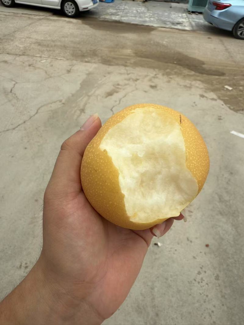 丰水梨山东梨产地直供一件代发规格齐全，可视频看货欢迎电联