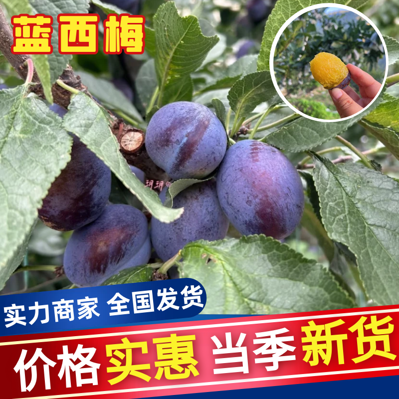 西梅精品蓝西梅基地直发品质保证对接全国市场电商