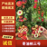 珍珠枣油桃枣油桃3号陕西枣油桃基地直发量大从优