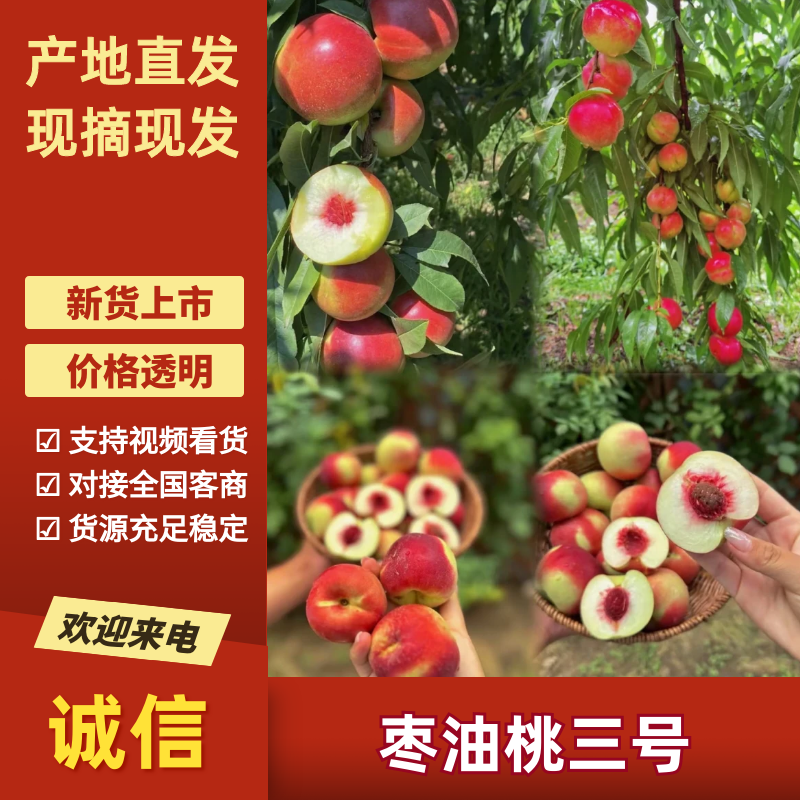 珍珠枣油桃枣油桃3号陕西枣油桃基地直发量大从优
