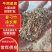 新鲜中药材徐长卿鲜货当地种植一手货源量大从优