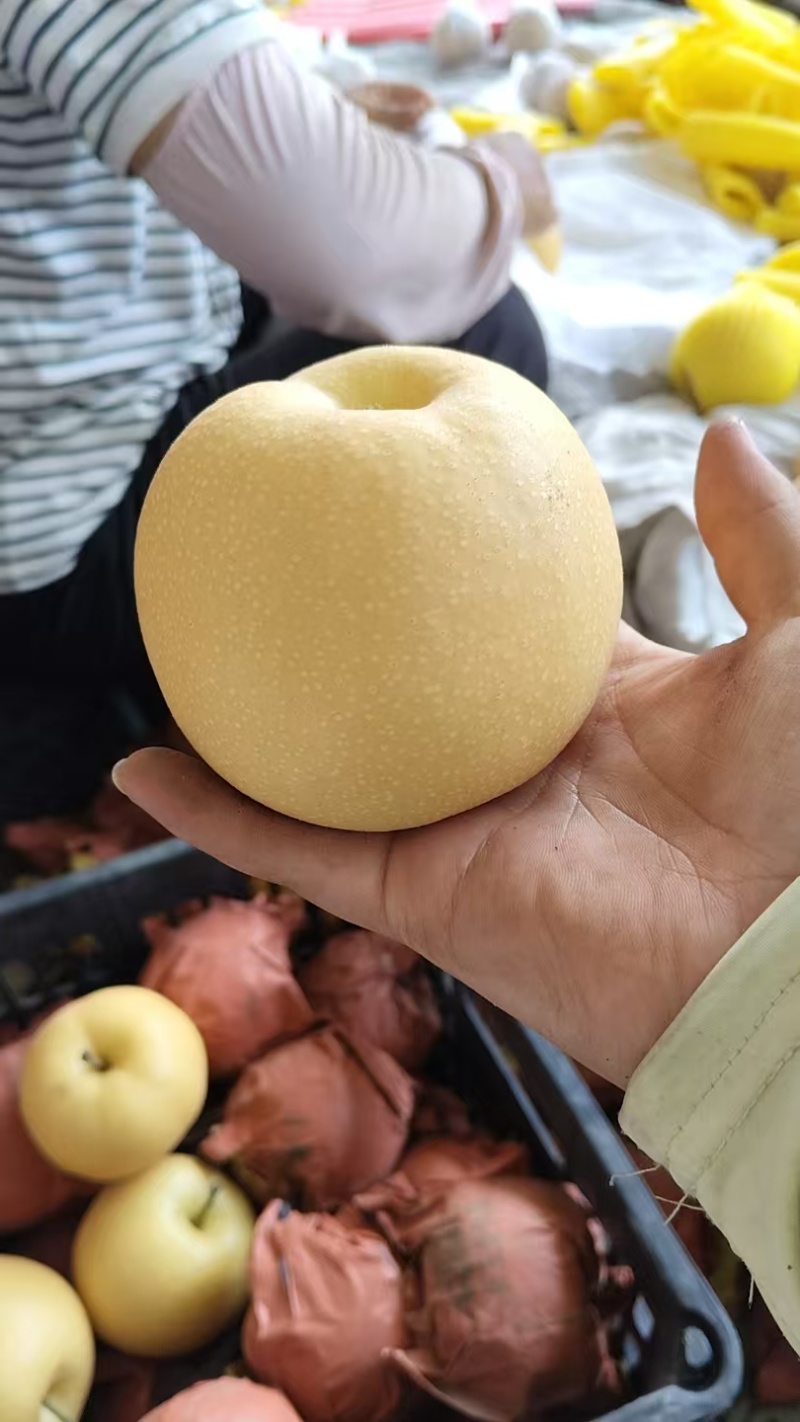 热卖圆黄梨大量上市现吃现摘品质保证诚信经营欢迎来电洽谈