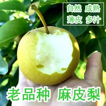 热卖圆黄梨大量上市现吃现摘品质保证诚信经营欢迎来电洽谈