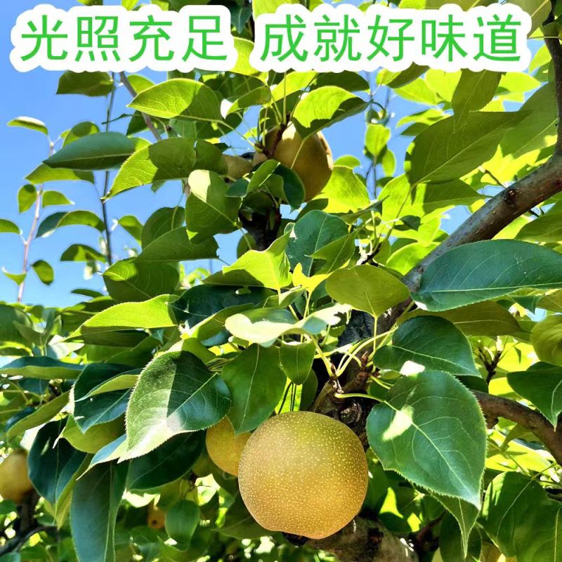 热卖圆黄梨大量上市现吃现摘品质保证诚信经营欢迎来电洽谈