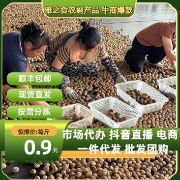 【牛商强推】四川凉山青皮核桃产地一手货源价格低品质好包邮