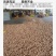 【牛商强推】四川凉山青皮核桃产地一手货源价格低品质好包邮