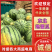 【强烈推荐】吉林地雷瓜/庆红999/东北地雷瓜/包熟包甜