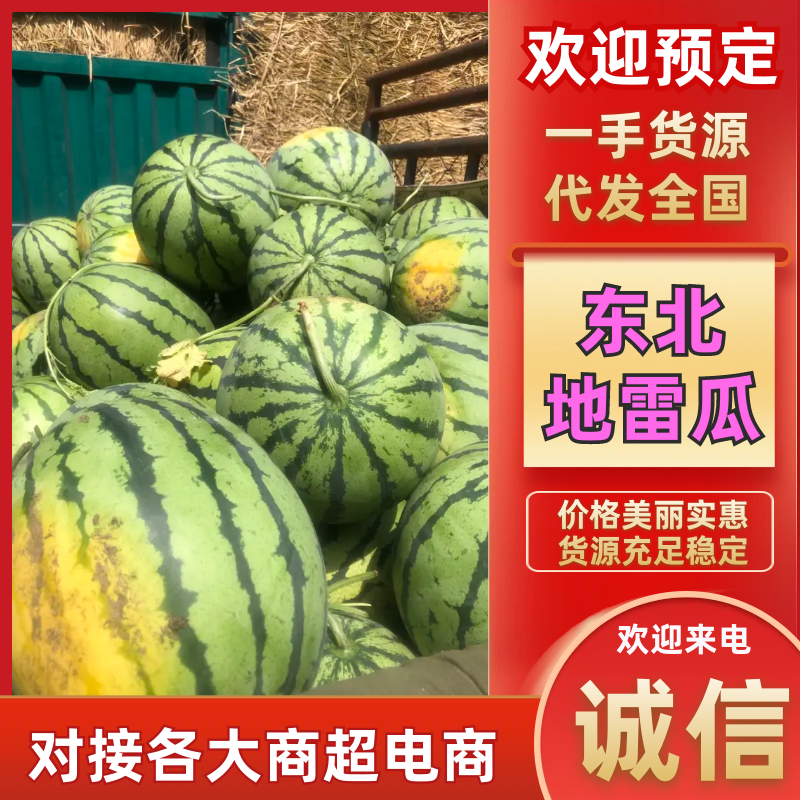 【东北地雷瓜】地雷西瓜/包熟包甜/质量三包/日出3万斤