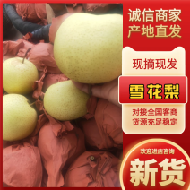陕西礼泉老树优质雪花梨子上市了，果型圆.果面干净
