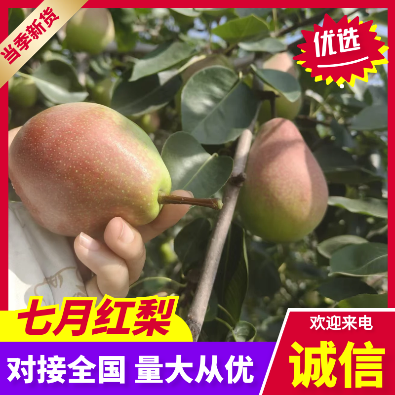 【热卖中】陕西礼泉七月红梨产地直发一条龙服务量大从优批发
