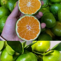 云南特早蜜橘早熟蜜橘高山蜜橘大量供应对接电商团购