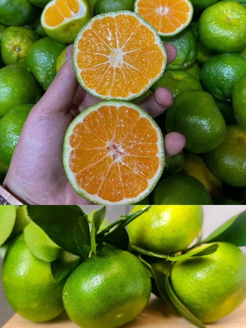 云南特早蜜橘早熟蜜橘高山蜜橘大量供应对接电商团购